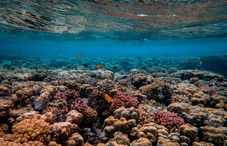 Sunlit coral garden beneath the surface