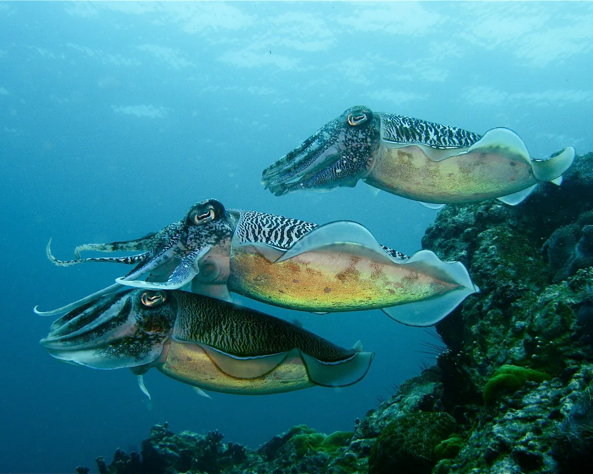 Cuttlefish swimming together above an Andaman Sea reef