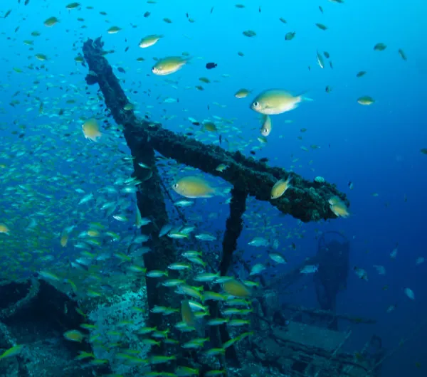 Diver framed by a vibrant coral reef opening