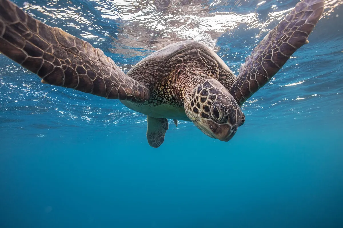 Green sea turtle swimming just below the surface