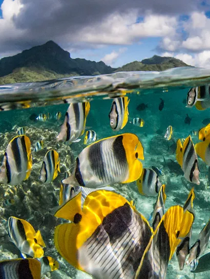 Tropical butterflyfish gathered in shallow blue water