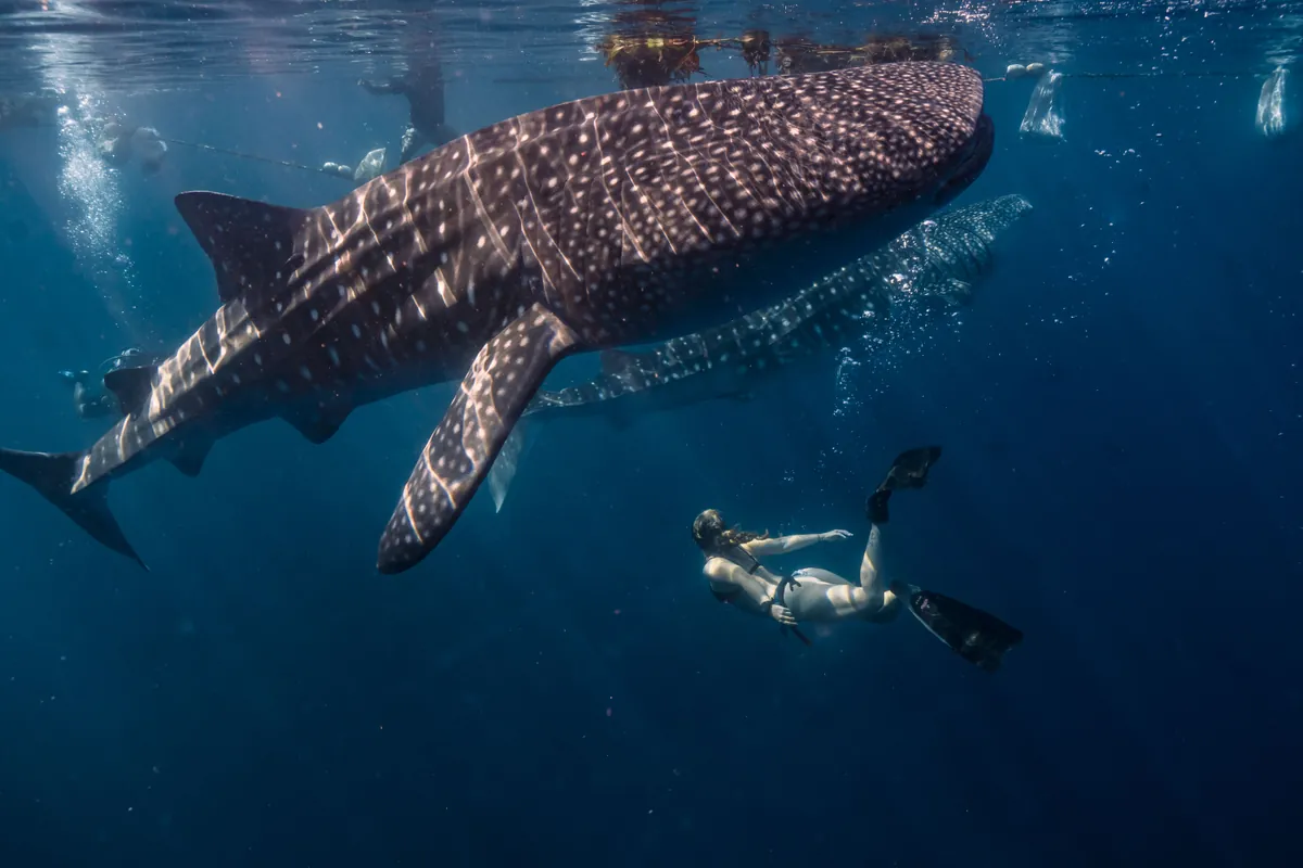Scuba diver swimming beside a whale shark