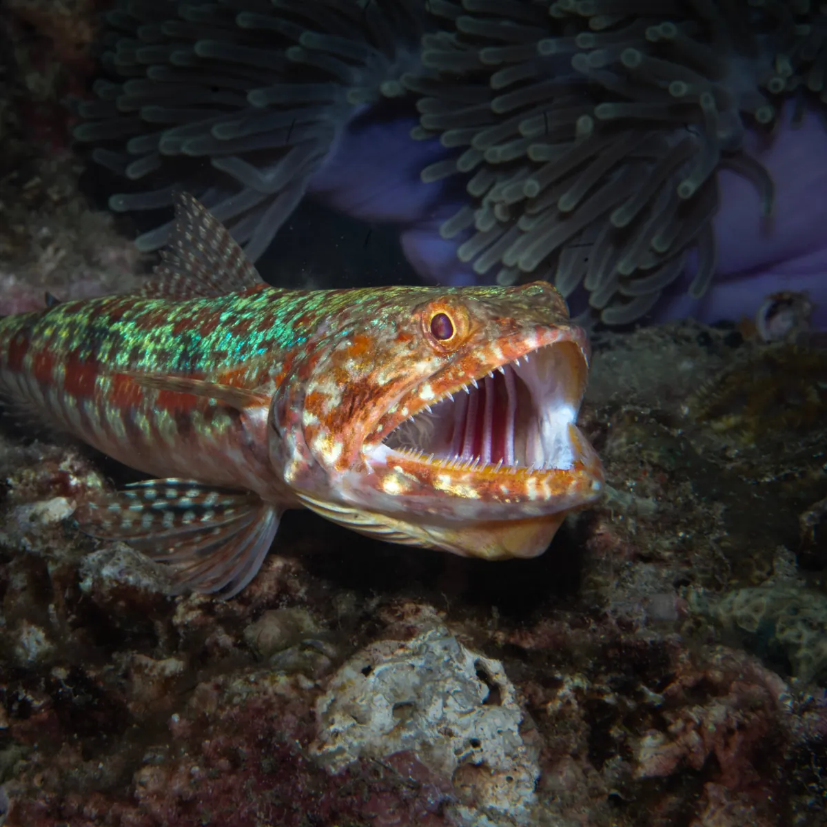 Schooling fish surrounding a submerged wreck
