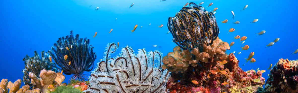 Colourful feather stars and reef fish in clear blue water